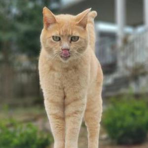 Lost Cat Cajun