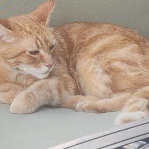 Image of Gingie, Lost Cat