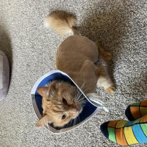 Lost Cat Garfield