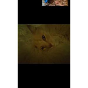 Lost Cat Beanie