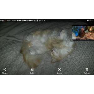 2nd Image of Beanie, Lost Cat