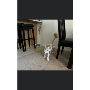 Image of Brody, Lost Cat
