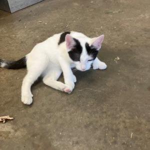 Found Cat Unknown