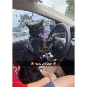 Lost Cat Gnat