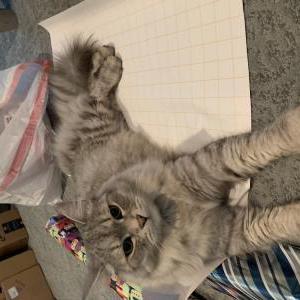 Lost Cat Chewy