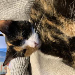 Lost Cat Stella