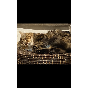 Lost Cat Slyvester