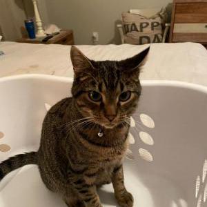 Lost Cat Soda