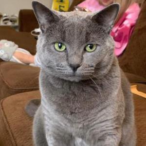 Lost Cat Kobe