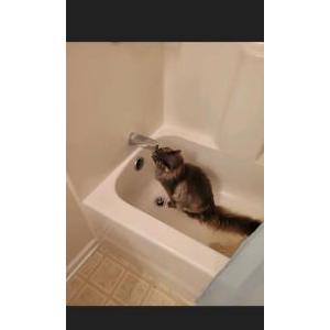 Lost Cat Ashes/long gray hair