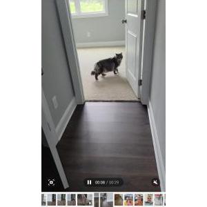2nd Image of Ashes/long gray hair, Lost Cat