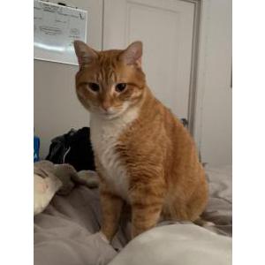 Lost Cat Squash