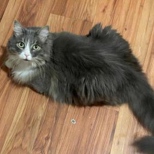 Image of Merlin, Lost Cat