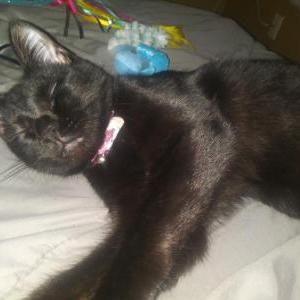 Lost Cat Sindel