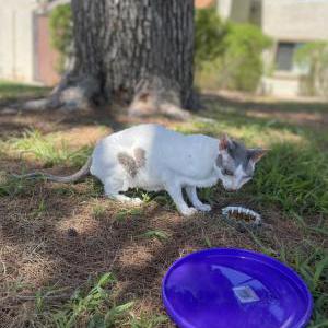 Found Cat Unknown