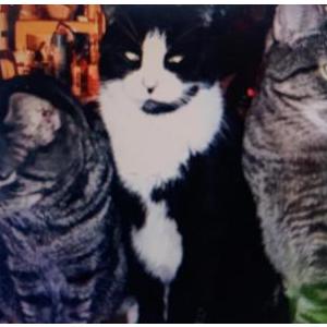 Lost Cat Castiel
