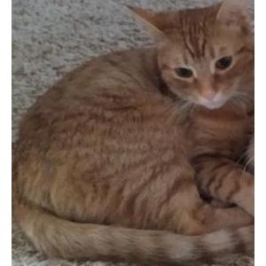 Lost Cat Max