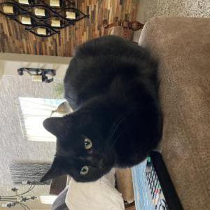 Lost Cat Tater tot