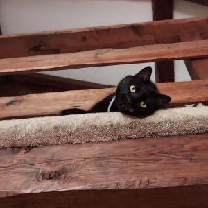 Lost Cat Lucas
