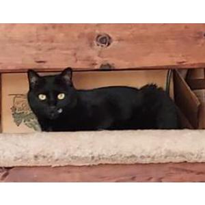 2nd Image of Lucas, Lost Cat
