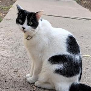 Lost Cat Leia