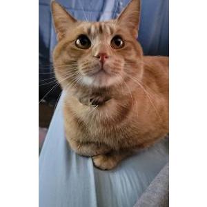 Lost Cat Mau loa