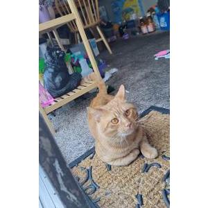 2nd Image of Mau loa, Lost Cat