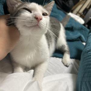 Lost Cat Gracie
