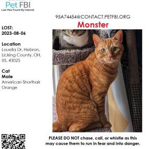 Lost Cat Monster
