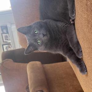 Image of Shadow, Lost Cat