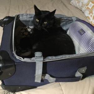 Lost Cat Boo