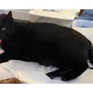 2nd Image of Boo, Lost Cat