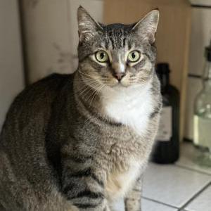 Lost Cat Ollie