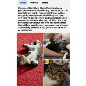 Lost Cat Bronx