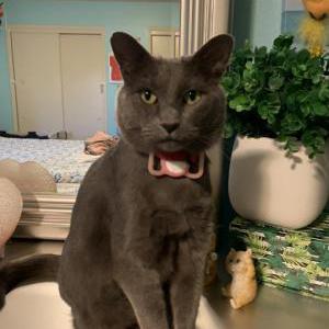 Image of Panther, Lost Cat