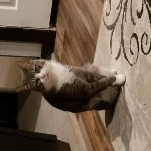 Lost Cat Thomas