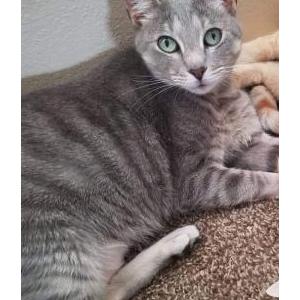 Lost Cat Buffy