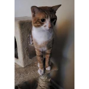 Image of Junior, Lost Cat