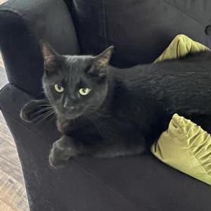 Image of Oliver, Lost Cat