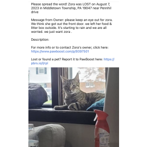 Lost Cat Zora