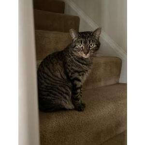Lost Cat Mabel