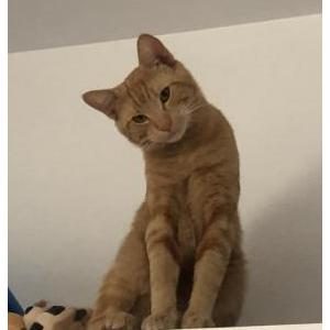 Lost Cat Kiwi