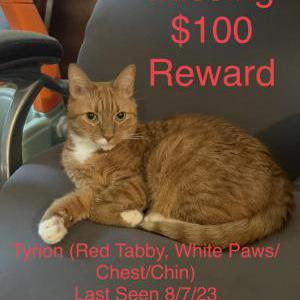 Lost Cat Tyrion