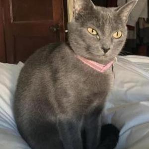 Lost Cat Salem