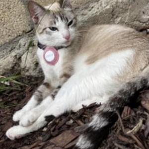 Lost Cat Mictecacihuati