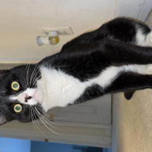 Lost Cat Kit cat