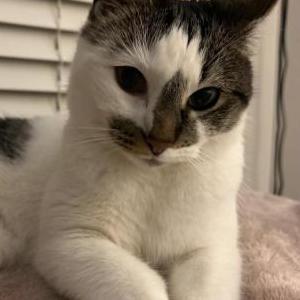Lost Cat Libby