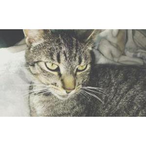 Image of Lilly, Lost Cat