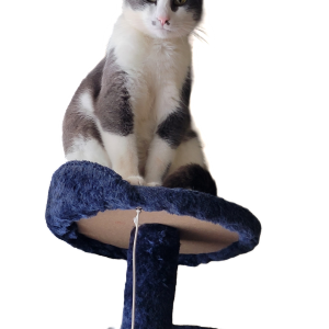 Lost Cat Salvador