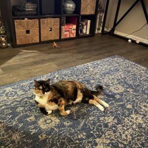 Lost Cat Lucy